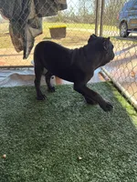 Mochi (ICCF), a female Cane Corso for sale in Montgomery, AL – Photo 2 of 2