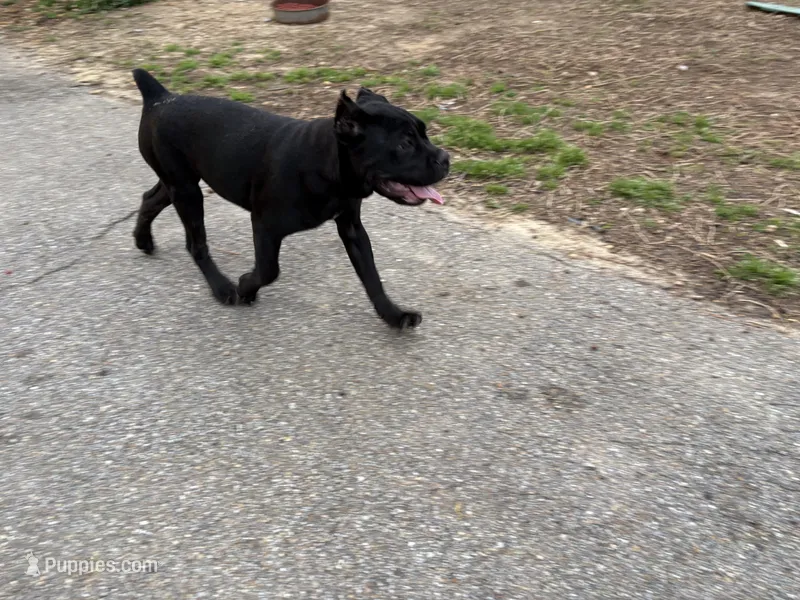 Mochi (ICCF) – Cane Corso puppy for sale in Montgomery, AL