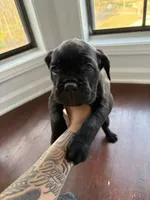 Mochi (ICCF), a female Cane Corso for sale in Montgomery, AL – Photo 5 of 6