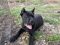 Bane (ICCF), a male Cane Corso for sale in Montgomery, AL – Photo 4 of 5