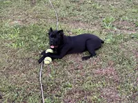 Bane (ICCF), a male Cane Corso for sale in Montgomery, AL – Photo 2 of 6