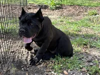 Bane (ICCF), a male Cane Corso for sale in Montgomery, AL – Photo 3 of 5