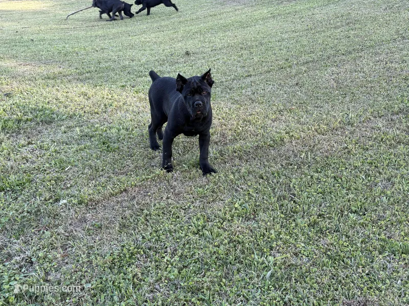 Bane (ICCF) – Cane Corso puppy for sale in Montgomery, AL