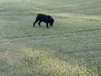 Bane (ICCF), a male Cane Corso for sale in Montgomery, AL – Photo 2 of 5
