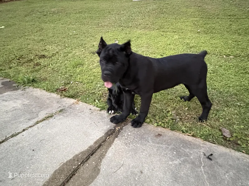 Bane (ICCF) – Cane Corso puppy on hold in Montgomery, AL