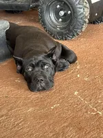 Bane (ICCF), a male Cane Corso for sale in Montgomery, AL – Photo 5 of 5