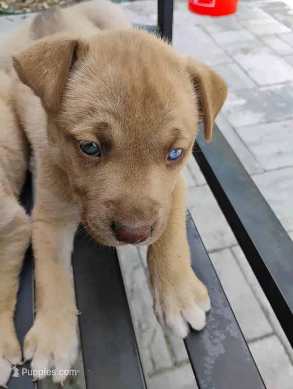 None – Siberian Husky, American Pit Bull Terrier puppy for sale in Kissimmee, FL