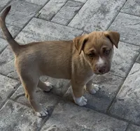 None , a male Siberian Husky and American Pit Bull Terrier for sale in Kissimmee, FL – Photo 1 of 2