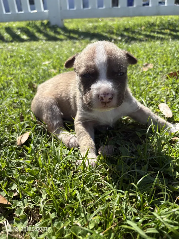None – Siberian Husky, American Pit Bull Terrier puppy for sale in Kissimmee, FL