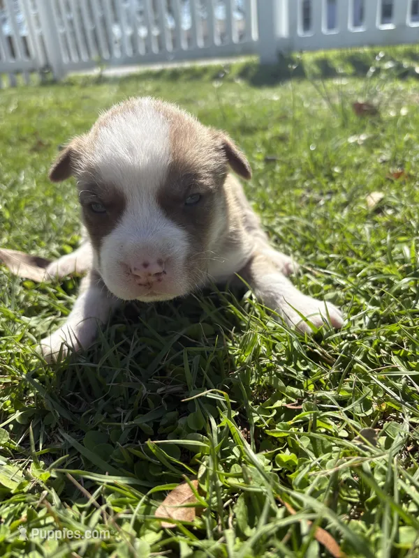 None – Siberian Husky, American Pit Bull Terrier puppy for sale in Kissimmee, FL