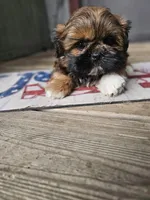 Shihtzu male, a male Shih Tzu for sale in Millry, AL – 5 of 7