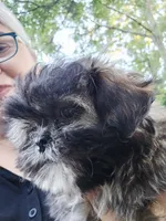 Shiloh, a female Shih Tzu for sale in Millry, AL – 5 of 5