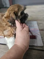 Shihtzu girl, a female Shih Tzu for sale in Millry, AL – 2 of 7