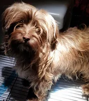 Abbie, a female Shorkie for sale in Millry, AL – 4 of 5