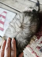 Shiloh, a female Shih Tzu for sale in Millry, AL – 4 of 5