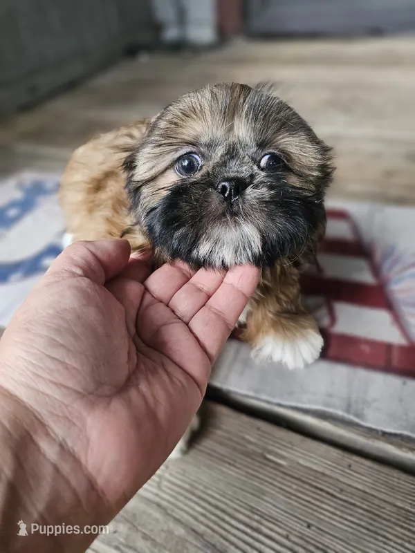 Shihtzu girl – Shih Tzu puppy for sale in Millry, AL
