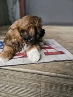 Shihtzu male, a male Shih Tzu for sale in Millry, AL – 4 of 7
