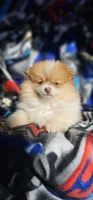 Charlie, a male Pomeranian for sale in Millry, AL – Photo 5 of 7