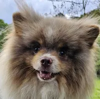 Carter, a male Pomeranian for sale in Millry, AL – Photo 7 of 8
