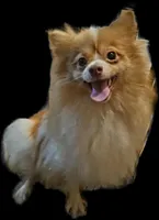 Carter, a male Pomeranian for sale in Millry, AL – Photo 8 of 8