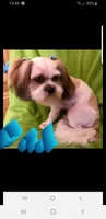 Shihtzu male, a male Shih Tzu for sale in Millry, AL – 6 of 7