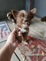 Abbie, a female Shorkie for sale in Millry, AL – 1 of 5