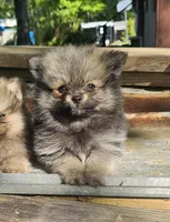 Benni, a male Pomeranian for sale in Millry, AL – Photo 1 of 4