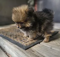 Benni, a male Pomeranian for sale in Millry, AL – Photo 4 of 4