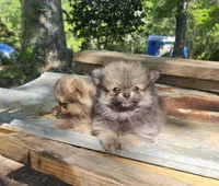 Benni, a male Pomeranian for sale in Millry, AL – Photo 3 of 4