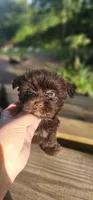 Shorkie, a male Shorkie for sale in Millry, AL – Photo 4 of 6