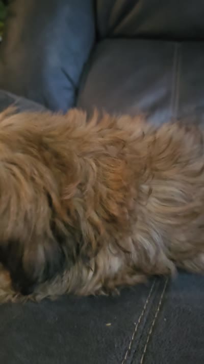 Shihtzu girl, a female Shih Tzu for sale in Millry, AL – 2 of 8