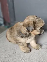 Dax, a male Shorkie for sale in Millry, AL – Photo 2 of 6