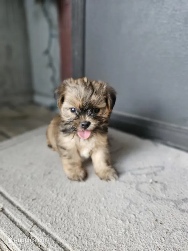 Dax, a male Shorkie for sale in Millry, AL – Photo 1 of 6