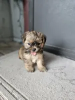 Dax, a male Shorkie for sale in Millry, AL – Photo 1 of 6