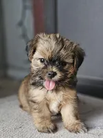 Dax, a male Shorkie for sale in Millry, AL – Photo 6 of 6