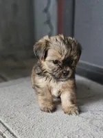 Dax, a male Shorkie for sale in Millry, AL – Photo 3 of 6