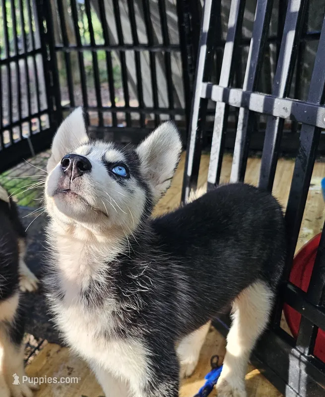 Athena – Siberian Husky puppy for sale in Millry, AL