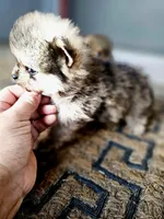 RIDER, a male Pomeranian for sale in Millry, AL – Photo 3 of 3