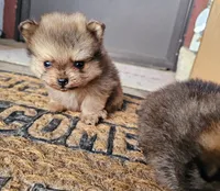 RIDER, a male Pomeranian for sale in Millry, AL – Photo 2 of 3