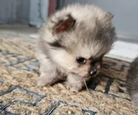 RIDER, a male Pomeranian for sale in Millry, AL – Photo 1 of 3