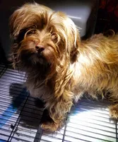 Chorkie male, a male Chihuahua and Shorkie for sale in Millry, AL – Photo 5 of 6