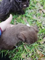 Chorkie male, a male Chihuahua and Shorkie for sale in Millry, AL – Photo 2 of 6