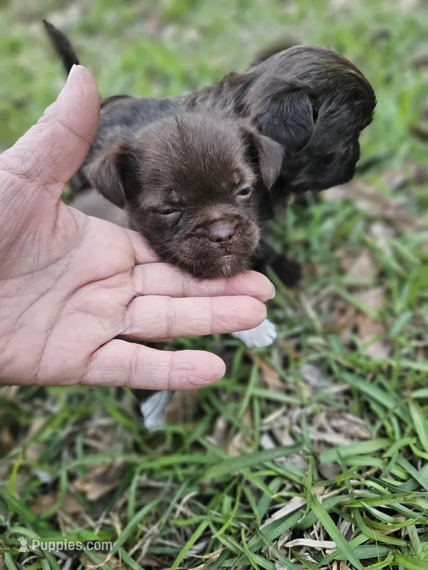 Chorkie male – Chihuahua, Shorkie puppy for sale in Millry, AL
