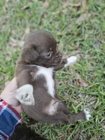 Chorkie male, a male Chihuahua and Shorkie for sale in Millry, AL – Photo 4 of 6