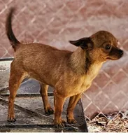 Chorkie male, a male Chihuahua and Shorkie for sale in Millry, AL – Photo 6 of 6