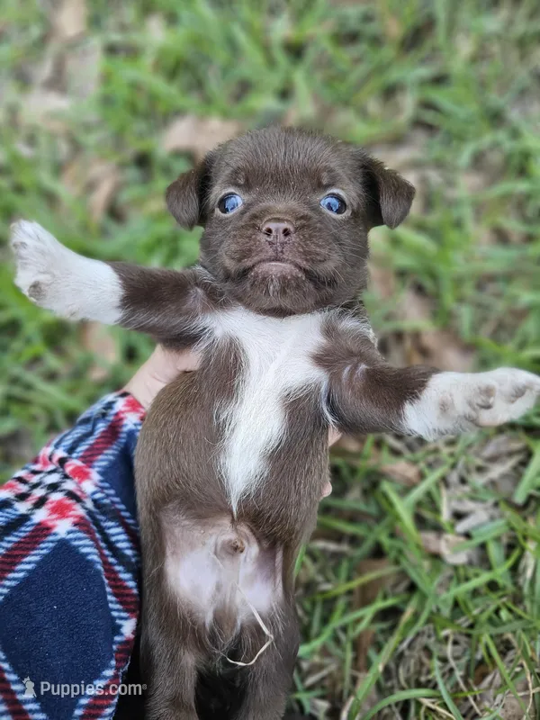 Chorkie male, a male Chihuahua and Shorkie for sale in Millry, AL – Photo 1 of 6