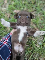 Chorkie male, a male Chihuahua and Shorkie for sale in Millry, AL – Photo 1 of 6