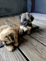 Hazel, a female Shorkie for sale in Millry, AL – Photo 4 of 6