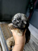 Hazel, a female Shorkie for sale in Millry, AL – Photo 2 of 6