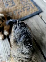 Hazel, a female Shorkie for sale in Millry, AL – Photo 1 of 6